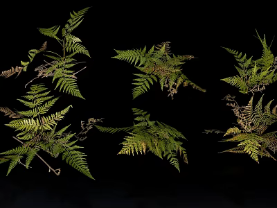 Beautiful Lush Green Fern Fronds And Leaves On Black Background 3d model