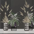 Bonsai Potted Plants With Gold Green Leaves In Black White Striped Pots On Black Bases