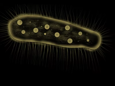 Ciliate Microorganism Oval Shape With Cilia And Internal Vesicles Under Microscope 3d model