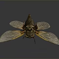 Cicada With Transparent Wings Yellow Veins And Brown Body Detailed Macro View