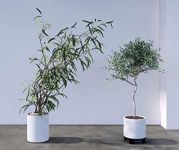 Modern Bonsai Green Plant Combination 3d model