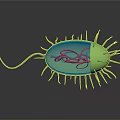 Green Microbial Cell Featuring Blue Section Pink Organelles and Hair like Cilia