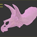 Modern Skeleton Triceratops Skeleton Triceratops Skull Triceratops Fossil Dinosaur Fossil 3d model