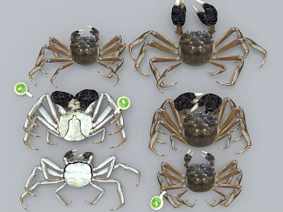 Multiple Different Colored Aquatic Crabs Showcasing Detailed Claws And Leg Structures 3d model