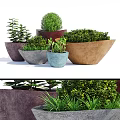 Decorative Bonsai Potted Plants With Various Colored Pots Green Foliage And Different Shapes