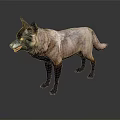 Wolf with gray and white fur and black legs in standing posture on dark background