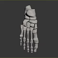 3D Rendered Human Hand Skeleton Model on Dark Background with Anatomical Details