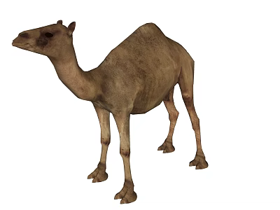 Brown Single Hump Camel Standing In White Background With Natural Texture 3d model