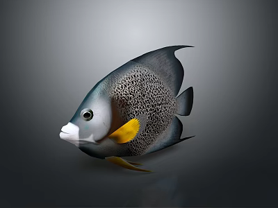 Exquisite Marine Angelfish With Black Silver Spotted Body And Vibrant Yellow Fins 3d model