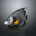 Exquisite Marine Angelfish With Black Silver Spotted Body And Vibrant Yellow Fins