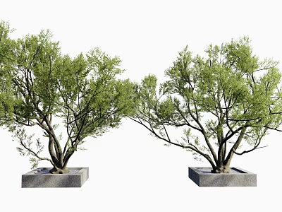 Two Decorative Trees with Green Foliage and Dark Trunks in Square Stone Planters 3d model