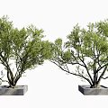 Two Decorative Trees with Green Foliage and Dark Trunks in Square Stone Planters 3d model