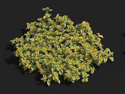 Healthy Lush Green Leafy Plant with Vibrant Yellow Flowers in Bloom 3d model