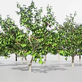 Green Trees Collection With Various Sizes And Different Shapes On Light Colored Background 3d model