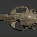 Realistic Detailed Animal Skull Skeleton Isolated On Dark Background With Reflection