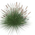 Green Ornamental Garden Grass With Feathery Plumes And Lush Foliage