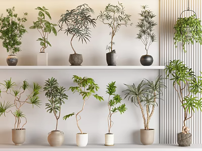 Indoor Decorative Bonsai Plants With Shelf Display And Variety Of Species In Different Ceramic Pots 3d model