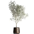 Two Olive Bonsai Potted Plants With Lush Foliage In Brown Pots