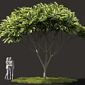 Lush Shrub With White And Green Foliage Brown Trunk Green Grass And Two People Figures