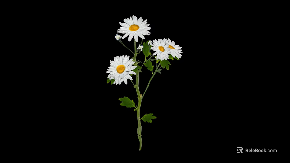 White Daisies with Three White Flowers Green Stems and Leaves on Black Background 3d model 