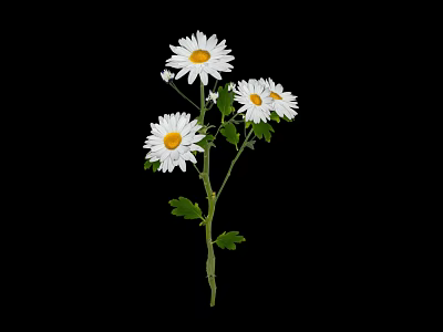 White Daisies with Three White Flowers Green Stems and Leaves on Black Background 3d model