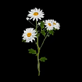 White Daisies with Three White Flowers Green Stems and Leaves on Black Background