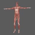 Detailed Human Muscle Organ Anatomy 3D Model Showing Full Body Structure