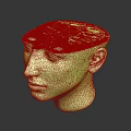 Detailed Anatomical Model Of Human Head Organs Hair Brain And Skull