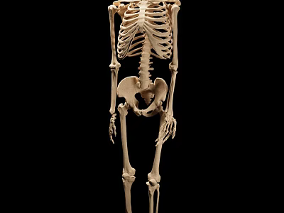 Detailed Human Skeleton Limbs with Upper and Lower Extremities Bone Anatomical Model 3d model