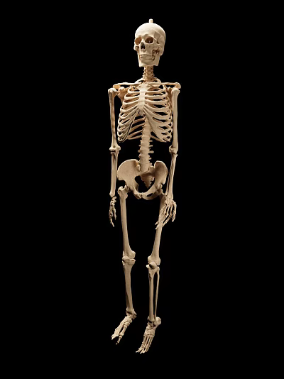 Modern Skeleton 3d model Modern Skeleton 3d model