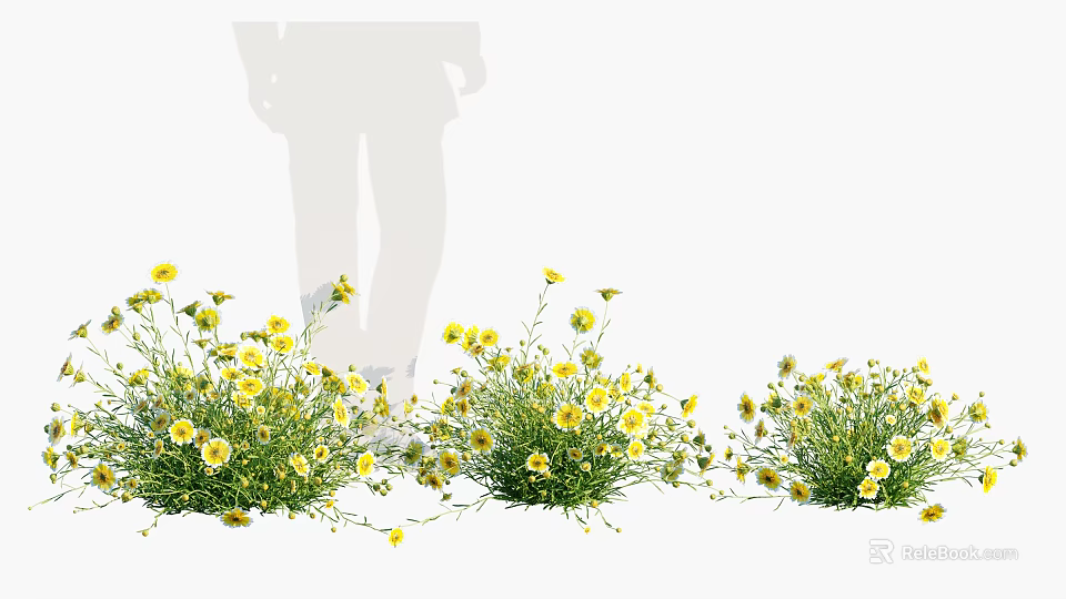 Vibrant Yellow Flowers In Green Grass With Shadow Figure Outdoors 3d model 
