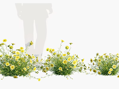 Vibrant Yellow Flowers In Green Grass With Shadow Figure Outdoors 3d model