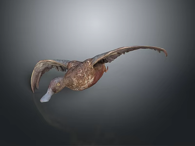 Brown Duck Spreading Wings in Flying Pose with Detailed Feathers Against Dark Background 3d model