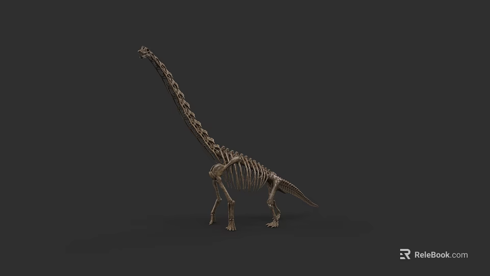 Detailed Reptile Skeleton With Long Neck Standing On Dark Background 3d model 