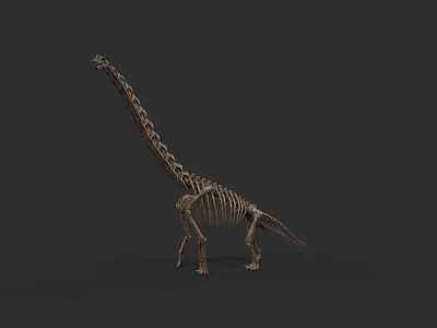 Detailed Reptile Skeleton With Long Neck Standing On Dark Background 3d model