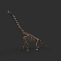 Detailed Reptile Skeleton With Long Neck Standing On Dark Background 3d model