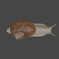 Close Up View Of Garden Snail With Brown Spiral Shell And Light Colored Textured Body