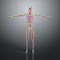 3D Human Body Model Displaying Internal Organs Hair Structure Blood Vessels And Skeleton