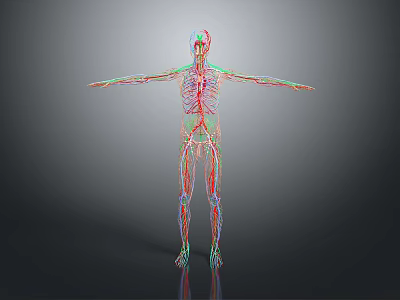 3D Human Body Model Displaying Internal Organs Hair Structure Blood Vessels And Skeleton 3d model
