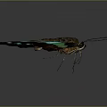 Vibrant Dark Winged Butterfly With Turquoise Green Spots On Gray Background