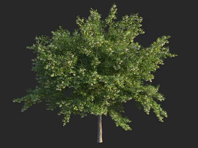 Healthy Arbor With Lush Green Foliage Full Canopy And Natural Growth 3d model