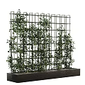 Vertical Green Wall With Grid Structure And Lush Climbing Plants In Concrete Planter