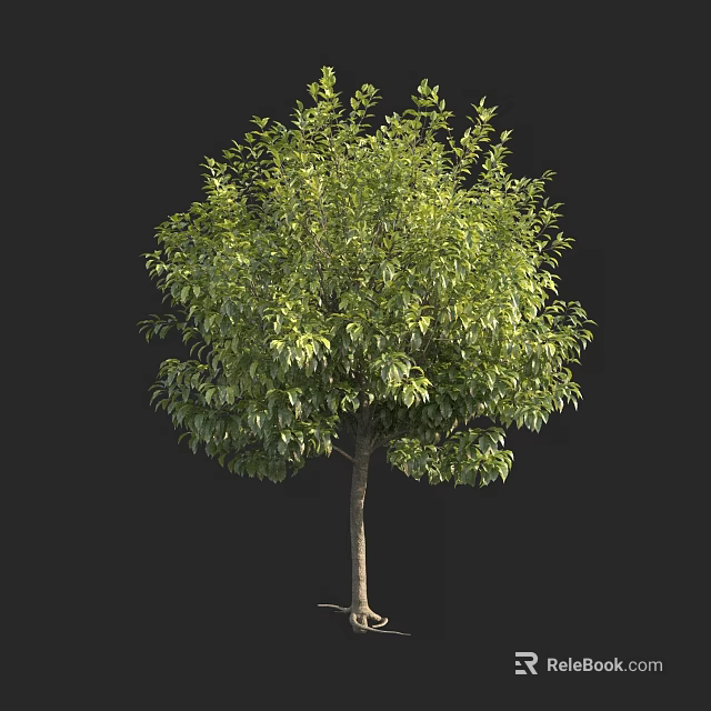 Lush Green Arbor With Dense Foliage And Single Trunk On Black Background 3d model 