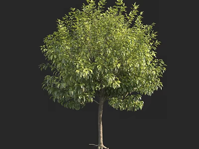 Lush Green Arbor With Dense Foliage And Single Trunk On Black Background 3d model