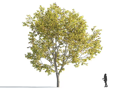 Tall Arbor Tree With Lush Green Leaves And A Person Standing Beside 3d model