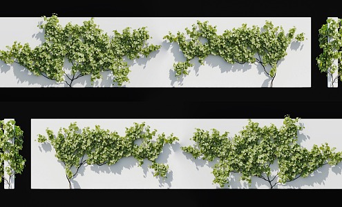 Modern Grape Vine Plant Sapphire Grape Climbing Wall Plant Moonlight Tears Oriental Sapphire Seedless Portuguese Wall Plant Wall Vine 3d model