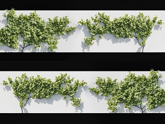 Modern Grape Vine Plant Sapphire Grape Climbing Wall Plant Moonlight Tears Oriental Sapphire Seedless Portuguese Wall Plant Wall Vine 3d model