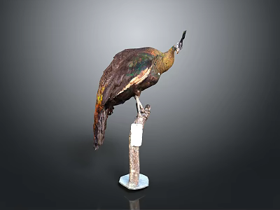 Bird Specimen Perched On Wooden Pole With White Label Against Dark Background 3d model
