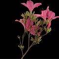 Pink Azaleas With Blooming Flowers Buds And Green Leaves On Black Background