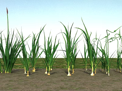 Modern Garlic Garlic Plant 3d model
